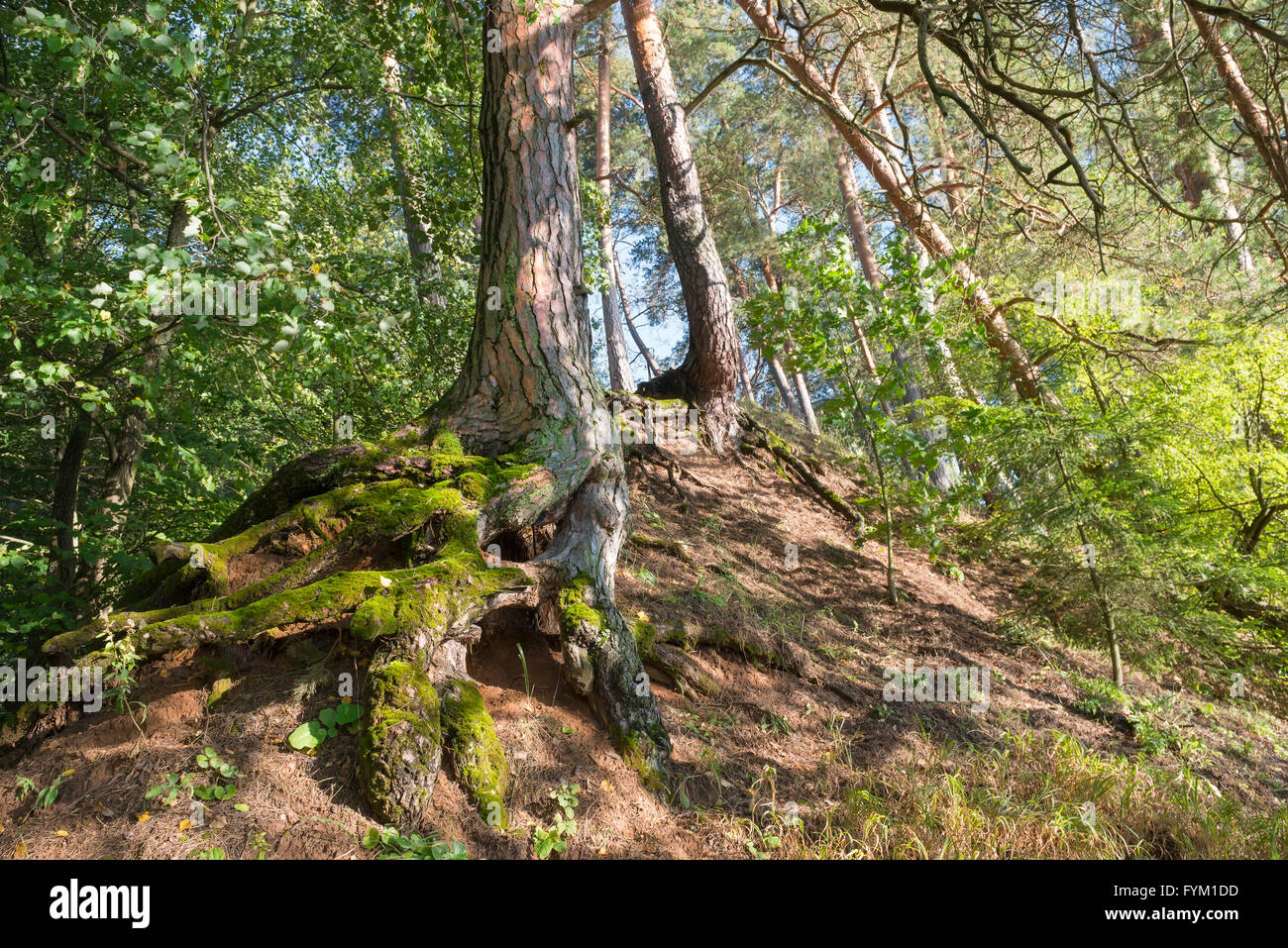 Alpine Forests Roots The root system of an old pine forest on the hillside Stock Photo - Alamy