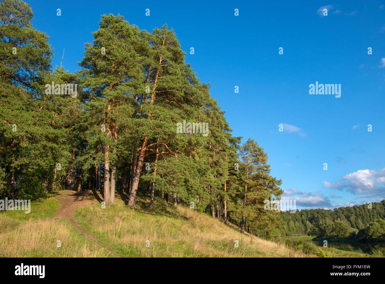 Big beautiful pine trees grow on the big hill above the river Stock ...