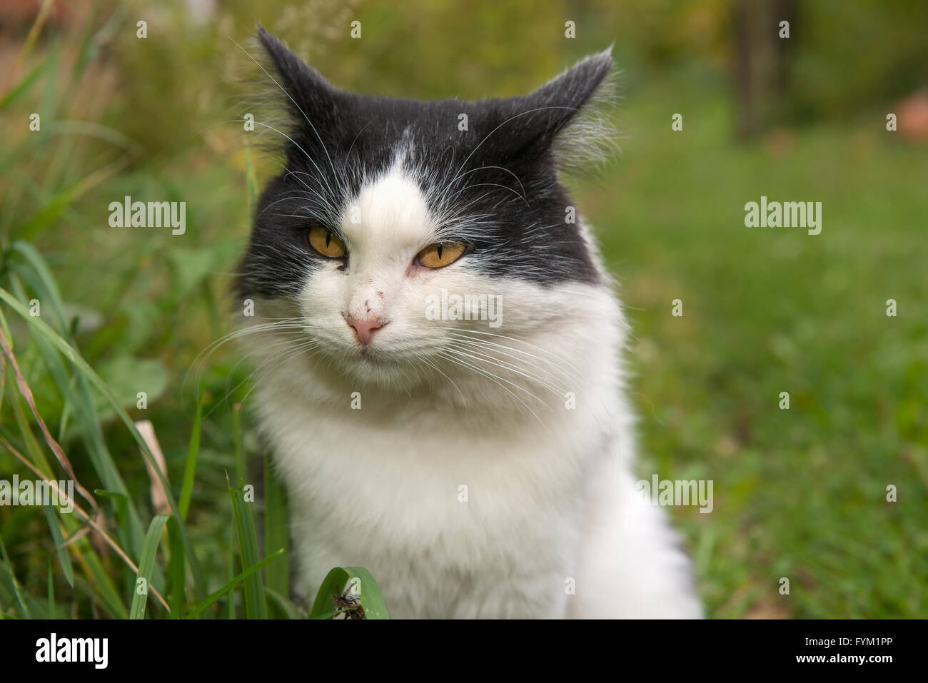 Portrait of a black and white cat wild Stock Photo - Alamy