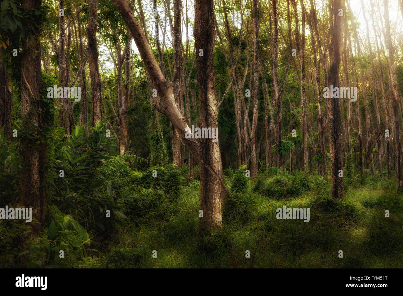 panoramic view of nice misty tropical forest Stock Photo - Alamy