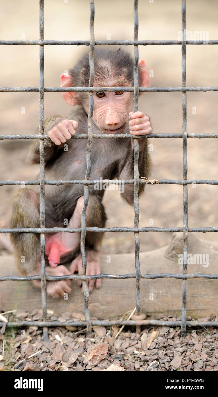 In cage monkey hires stock photography and images Alamy