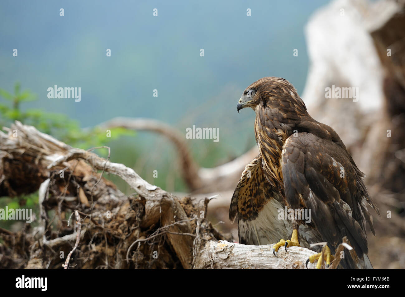 Hawk on a branch in forest Stock Photo