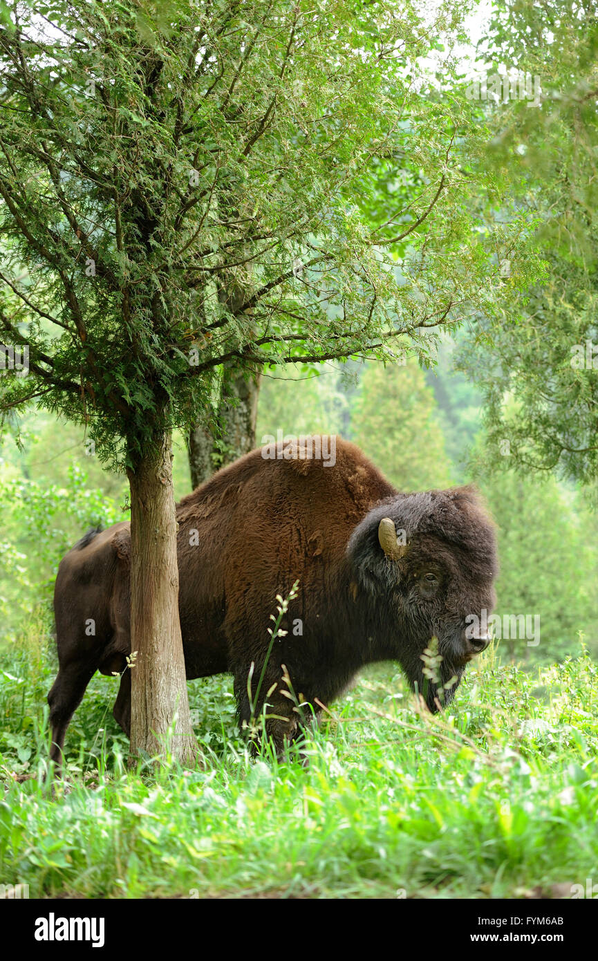 Large male of bison in the forest Stock Photo - Alamy