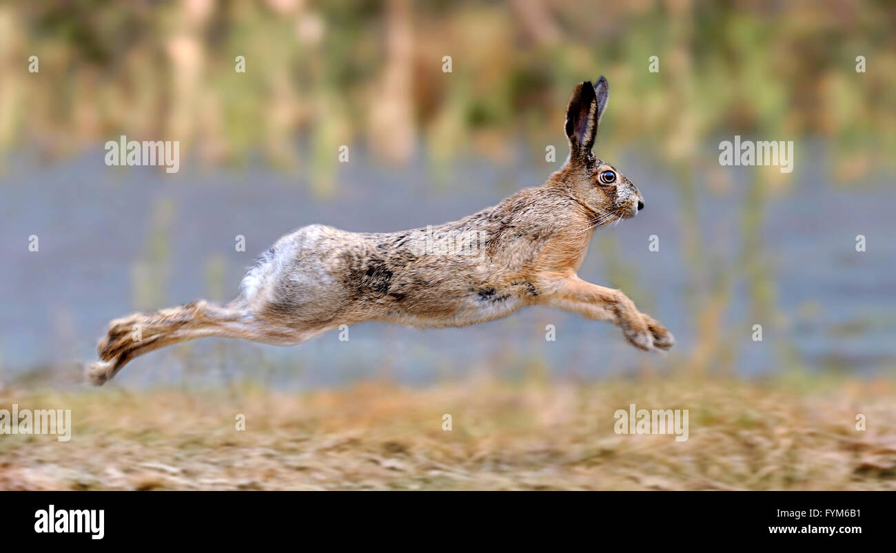 Hare running in a meadow Stock Photo