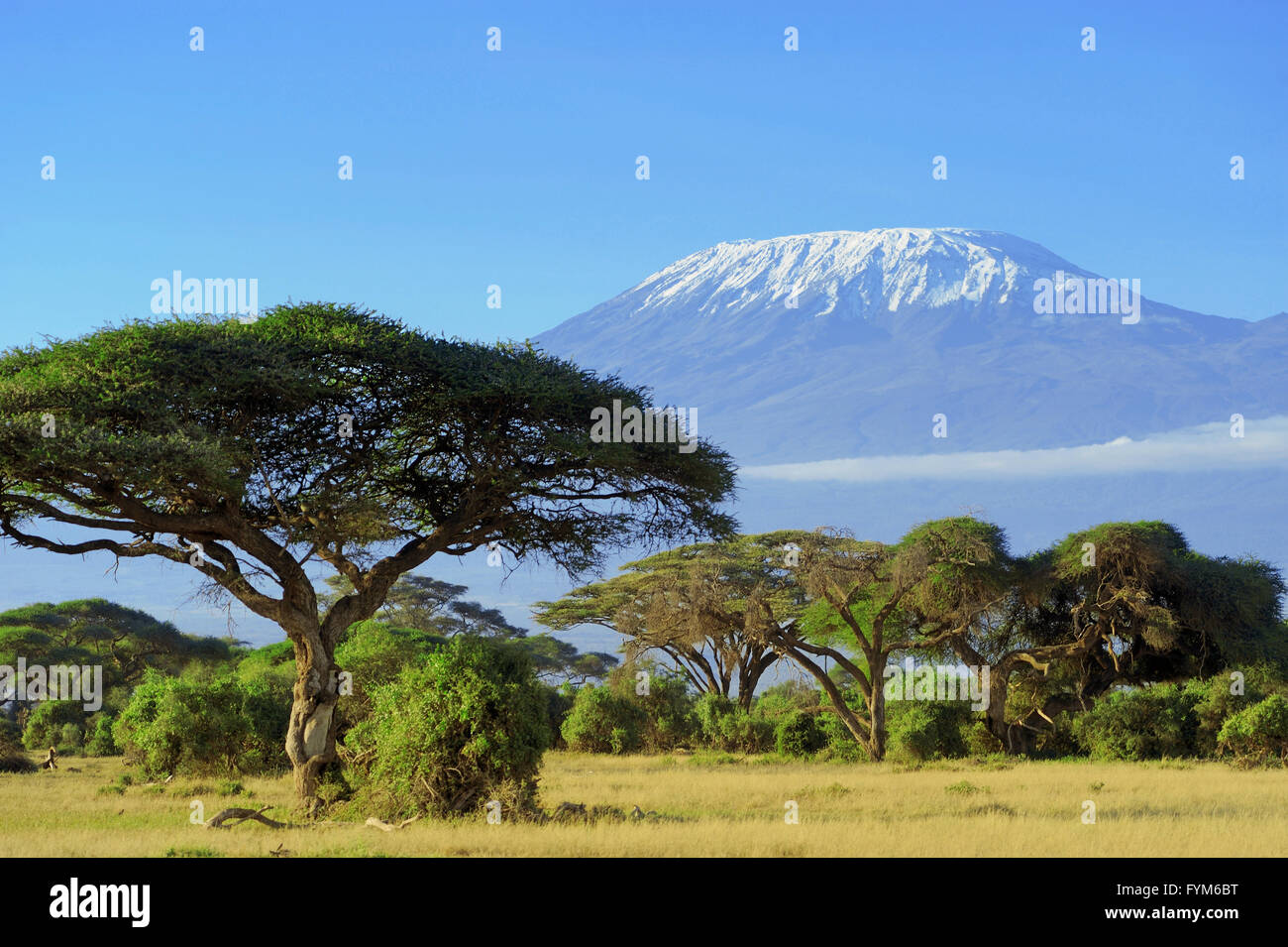 Snow on top of Mount Kilimanjaro in Amboseli Stock Photo