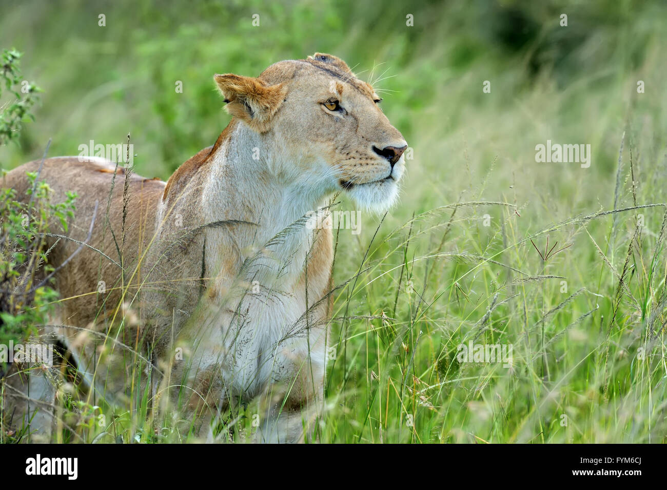 Beautiful Lion in the grass of Masai Mara, Kenya Stock Photo