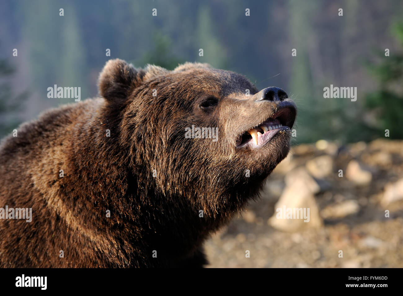 Young brown bear in the wild forest Stock Photo - Alamy