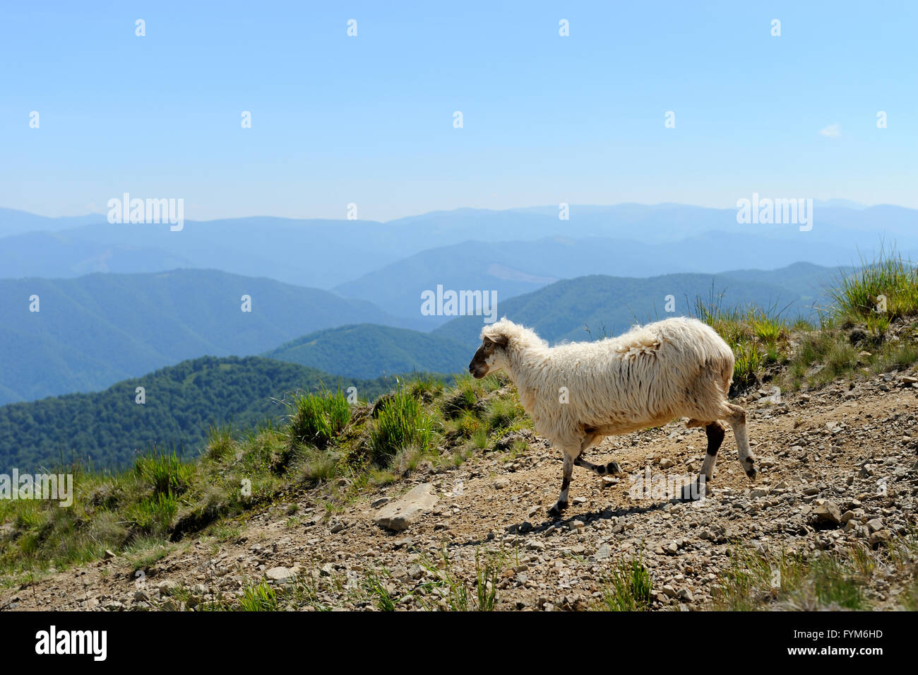 Flock of sheep in a mountain valley Stock Photo - Alamy