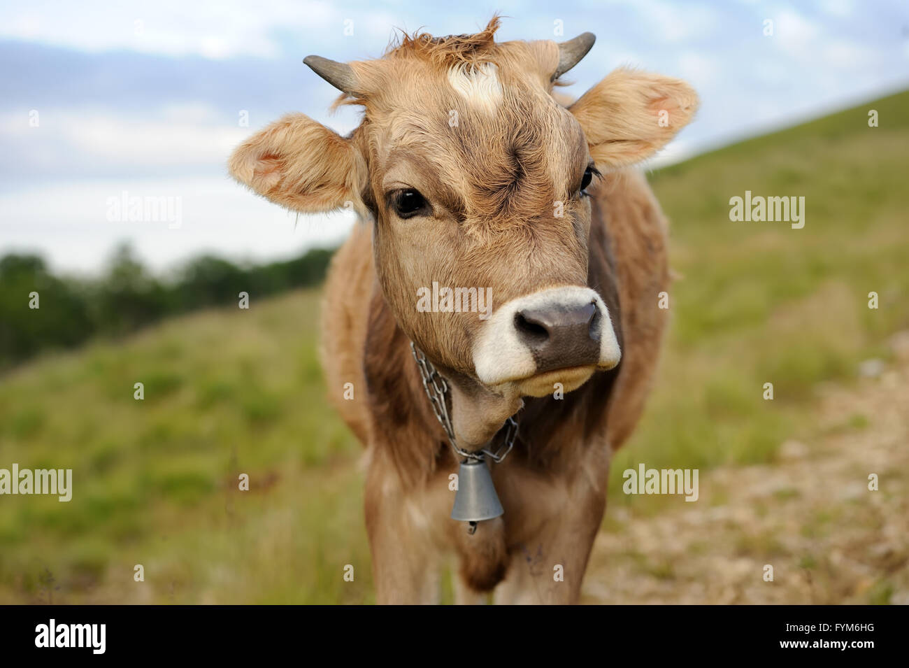 Young brown cow in summer meadow Stock Photo - Alamy