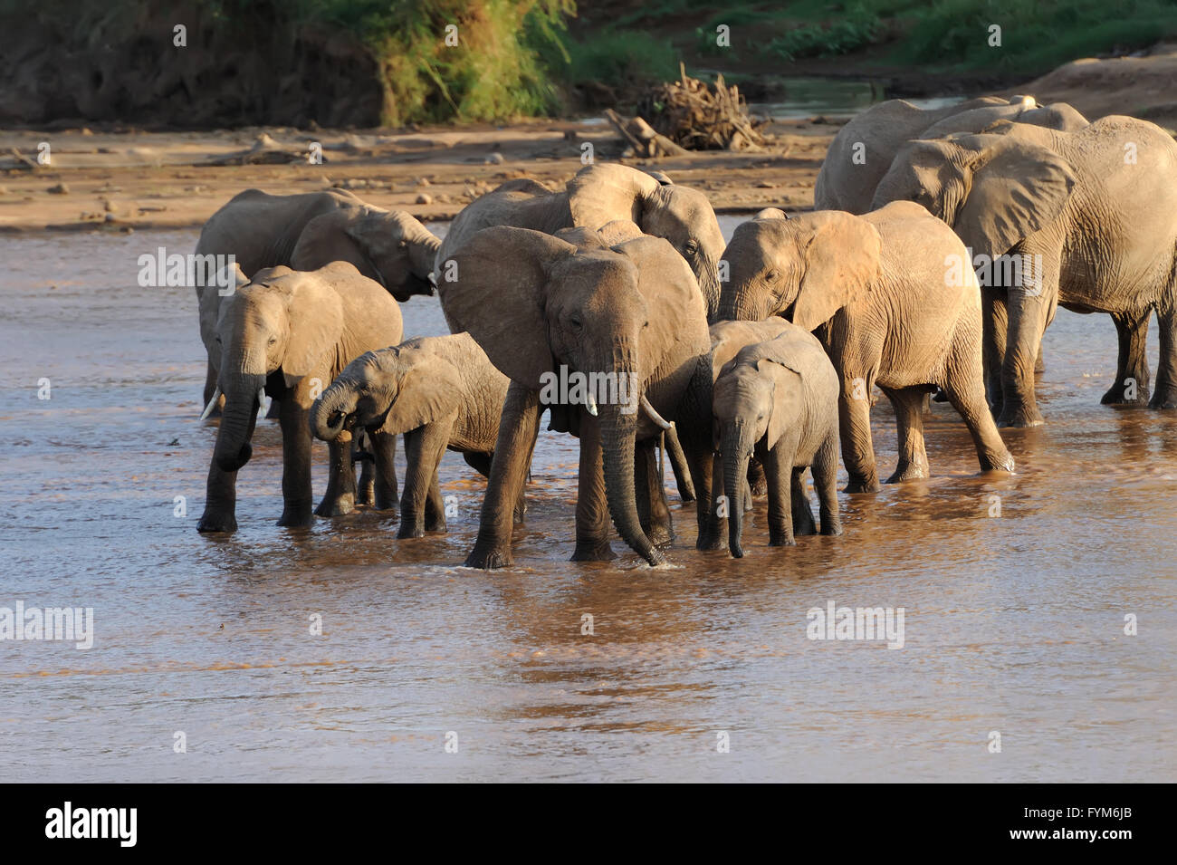 A herd of African elephants drinking at a waterhole lifting their trunks at the same time Stock Photo