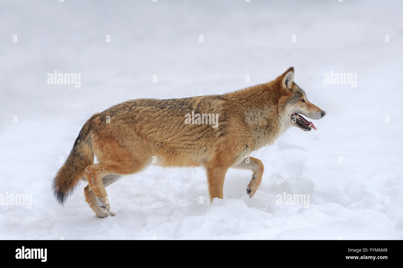 Grey Wolf (Canis lupus) in winter time Stock Photo