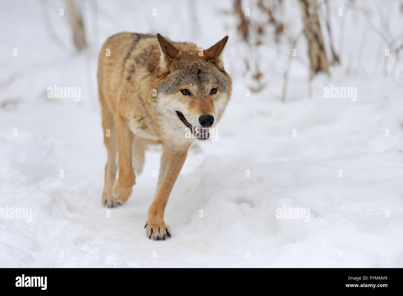 Grey Wolf (Canis lupus) in winter time Stock Photo