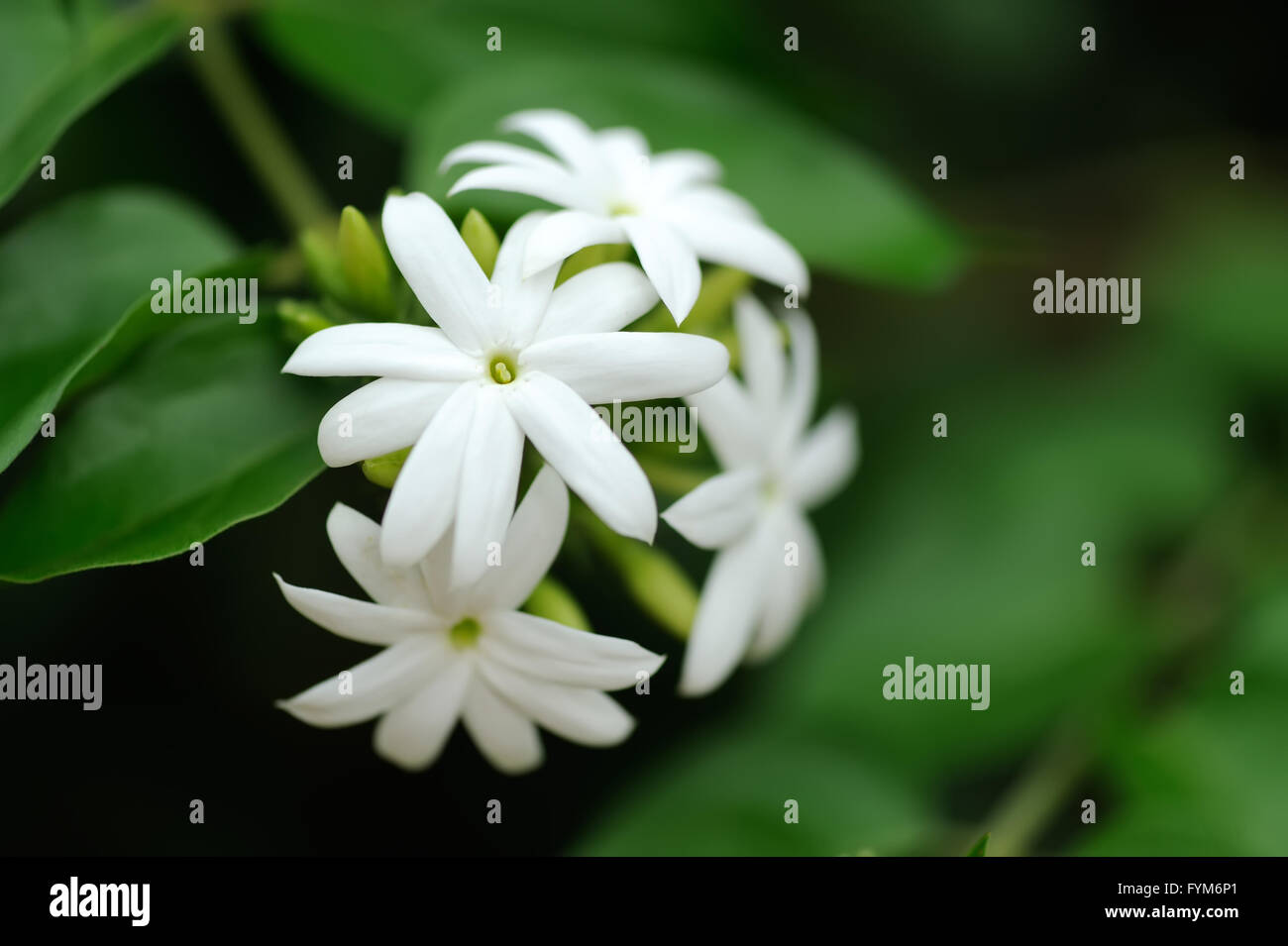 Group of white Sampaguita Jasmine or Arabian Jasmine Stock Photo