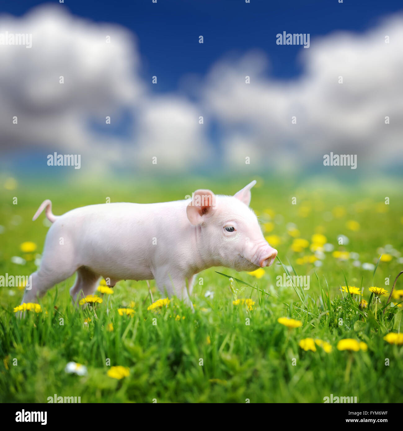 Pig spring flower hi-res stock photography and images - Alamy