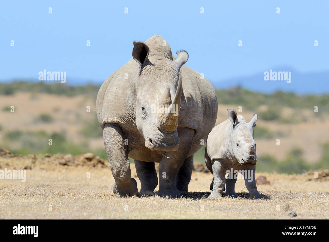 African white rhino, National park of Kenya Stock Photo