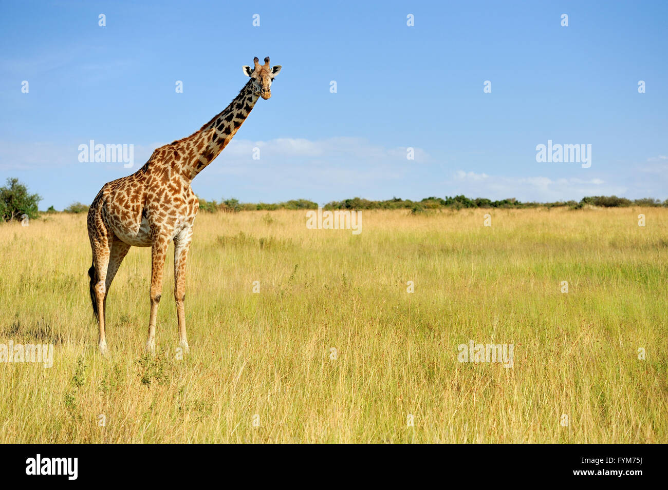 Giraffe Nose High Resolution Stock Photography and Images - Alamy
