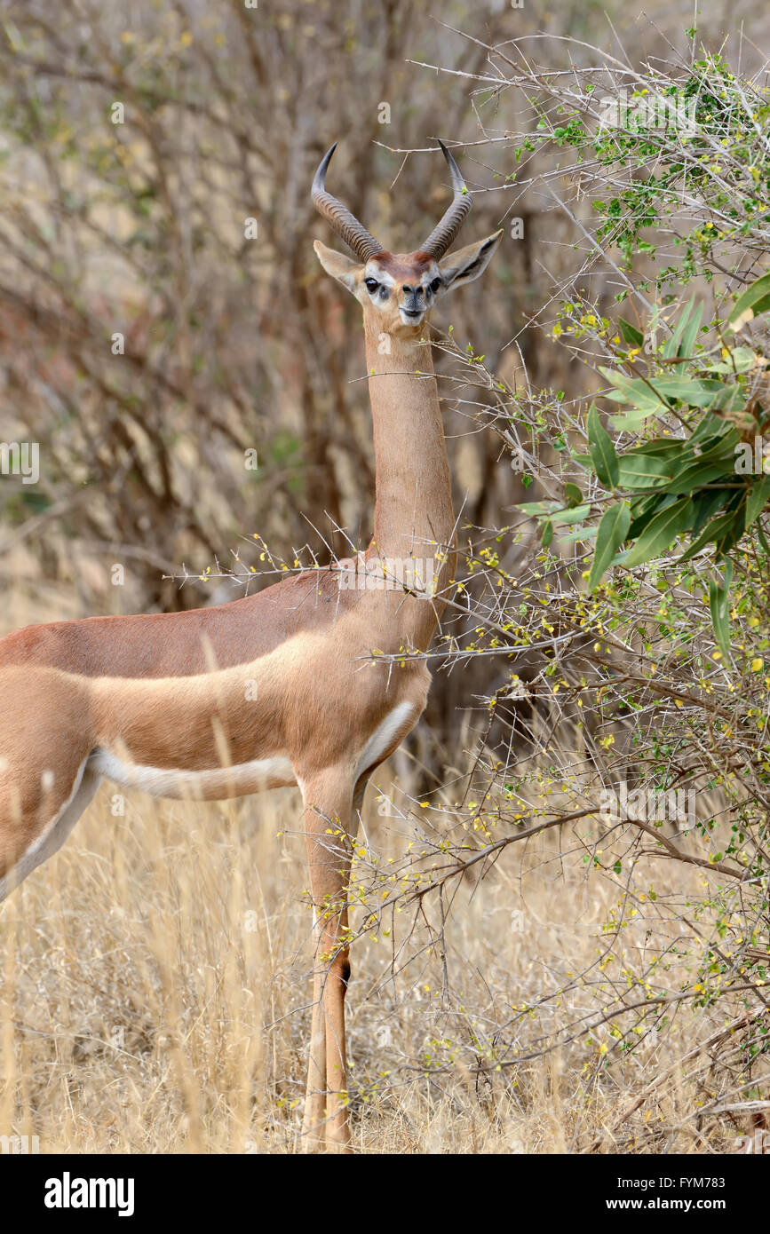 gerenuk-eat-hi-res-stock-photography-and-images-alamy