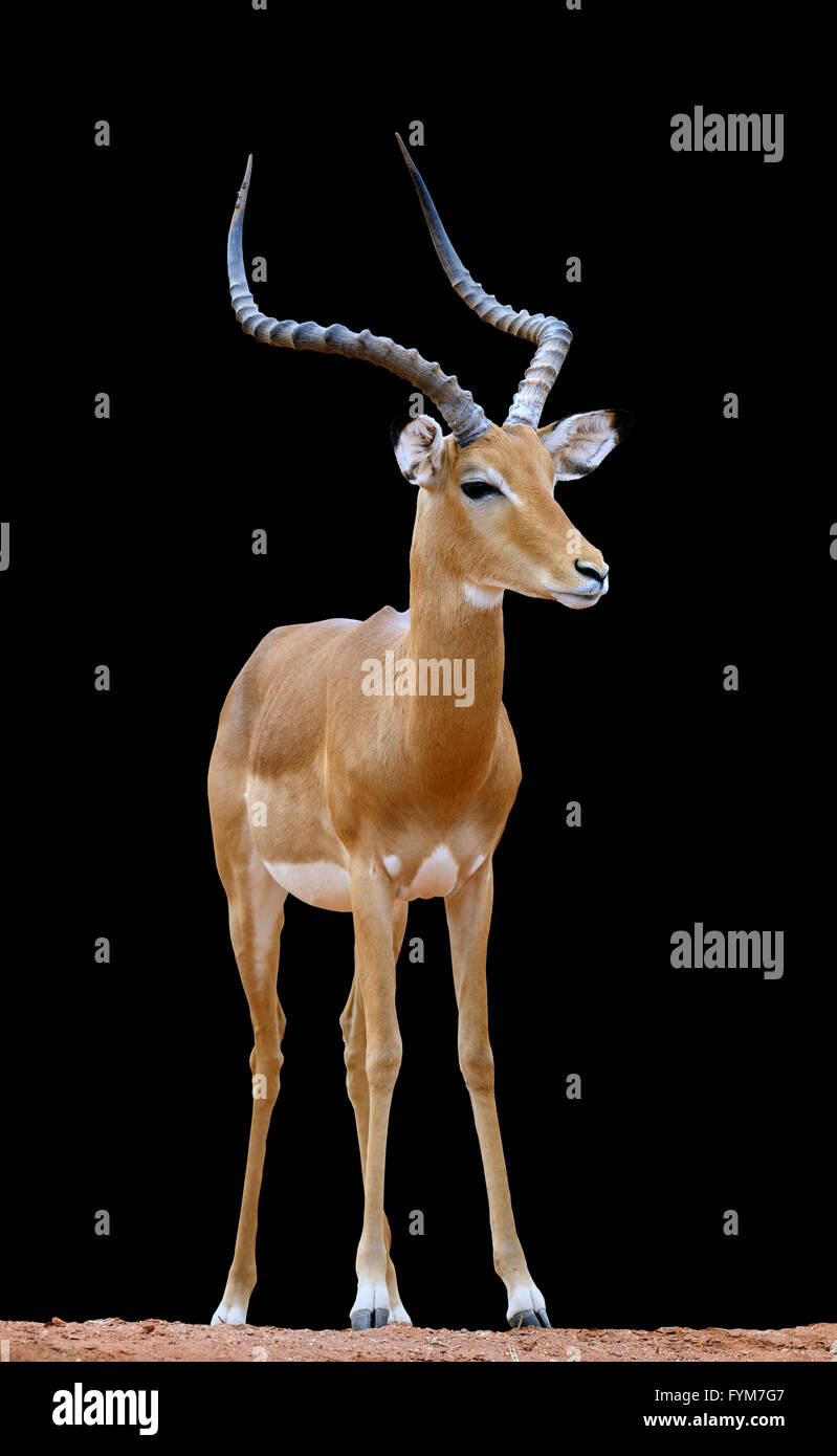 Black Face Impala High Resolution Stock Photography and Images - Alamy