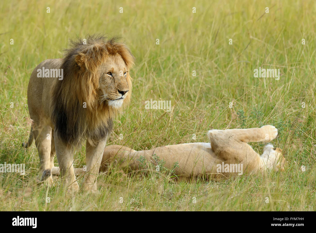 Close lion in National park of Kenya, Africa Stock Photo - Alamy