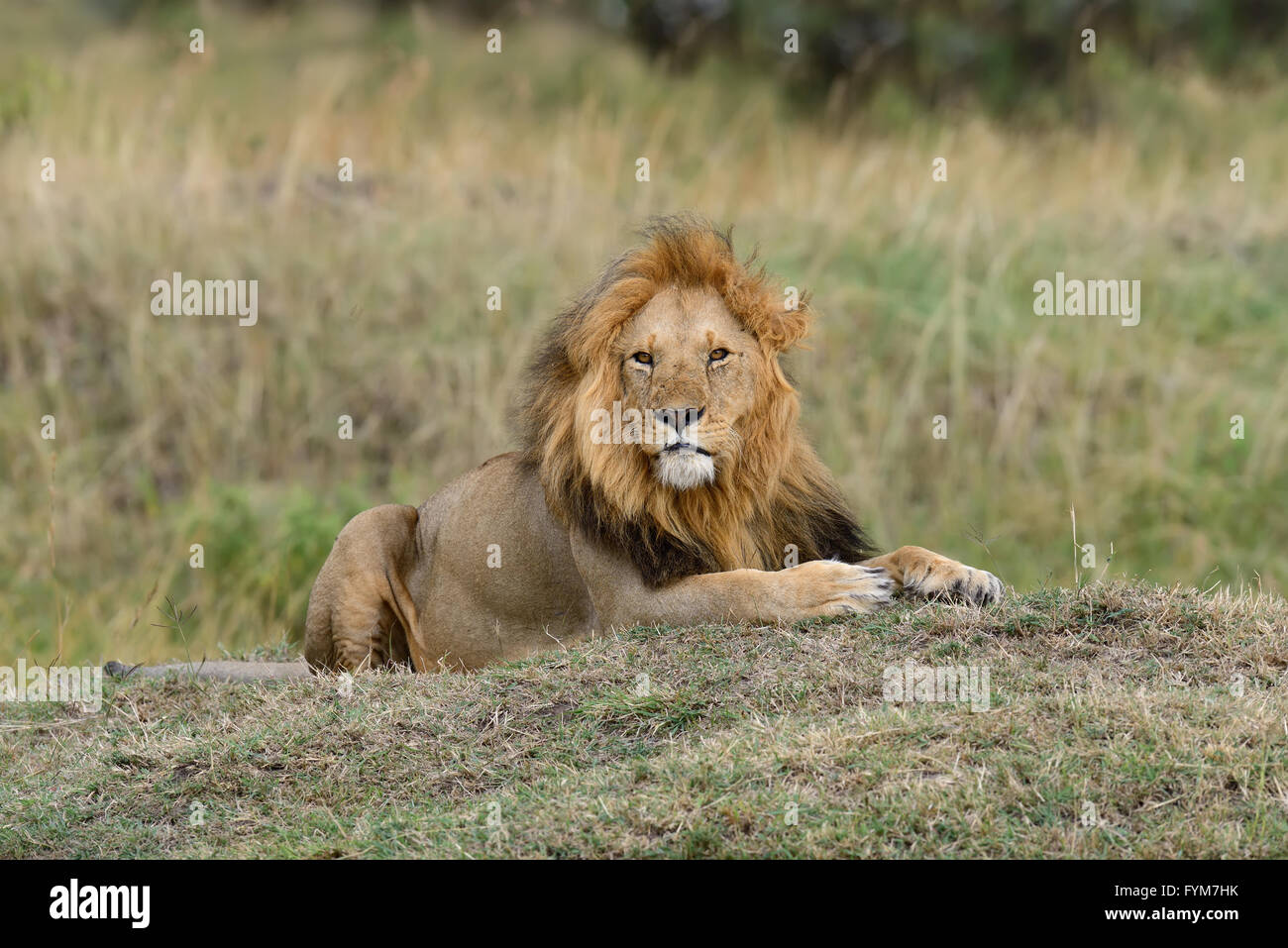 Close lion in National park of Kenya, Africa Stock Photo