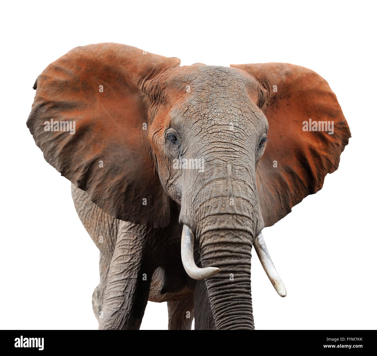 Old african elephant isolated on white background Stock Photo