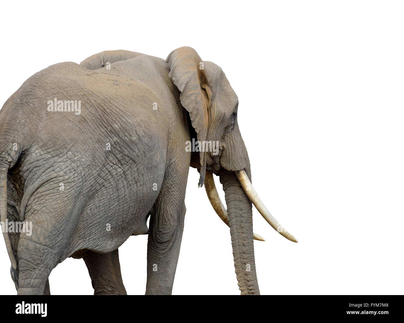 Elephant isolated on white background Stock Photo