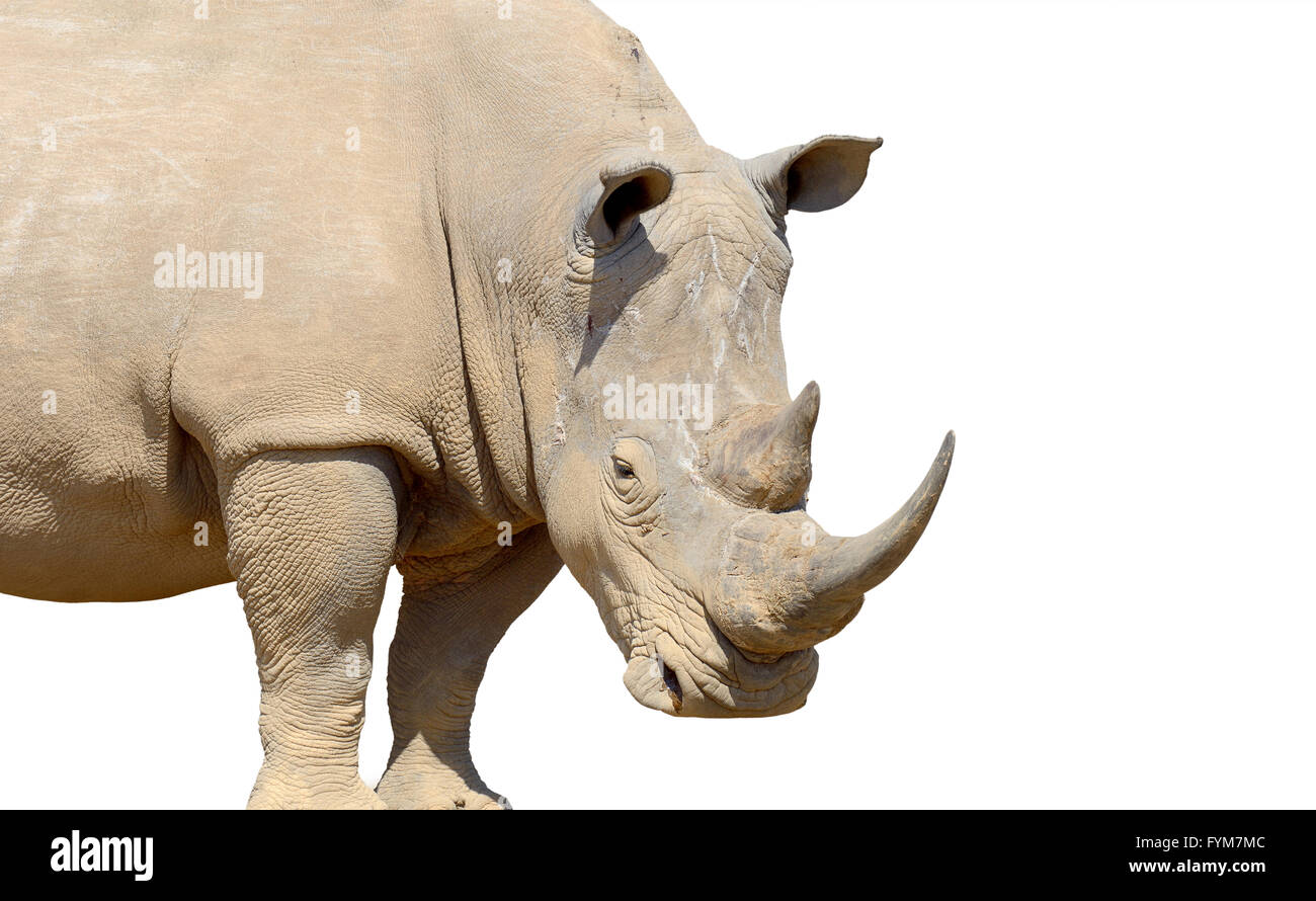 African white rhino isolated on white background Stock Photo