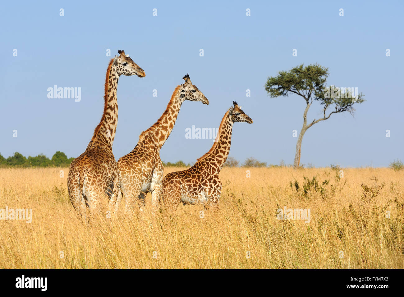 Giraffe in savannah, National park of Kenya, Africa Stock Photo
