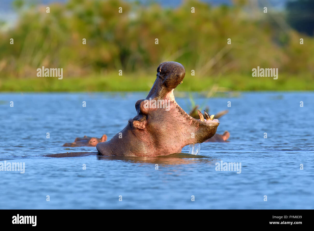 Hippo (Hippopotamus amphibius) in the water, Kenya, Africa Stock Photo
