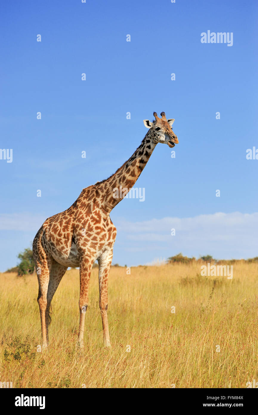 Giraffe in National park of Kenya, Africa Stock Photo