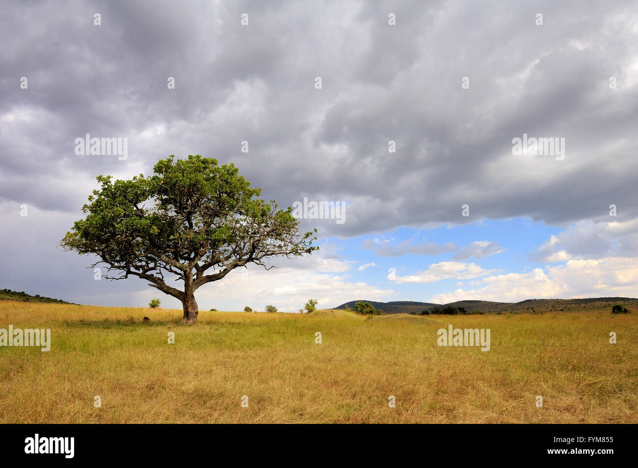 Beautiful landscape with tree in Africa Stock Photo Alamy