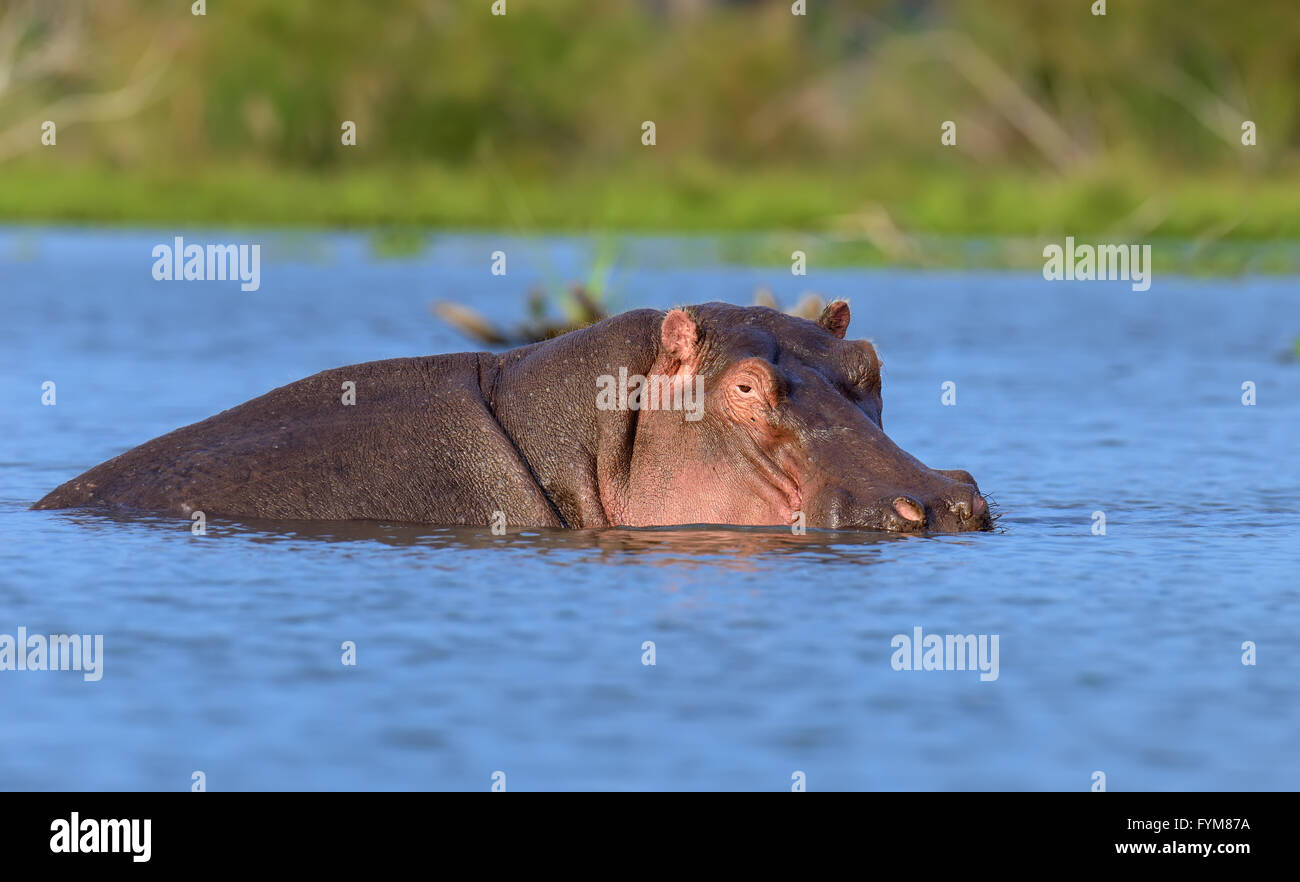Hippo (Hippopotamus amphibius) in the water, Kenya, Africa Stock Photo