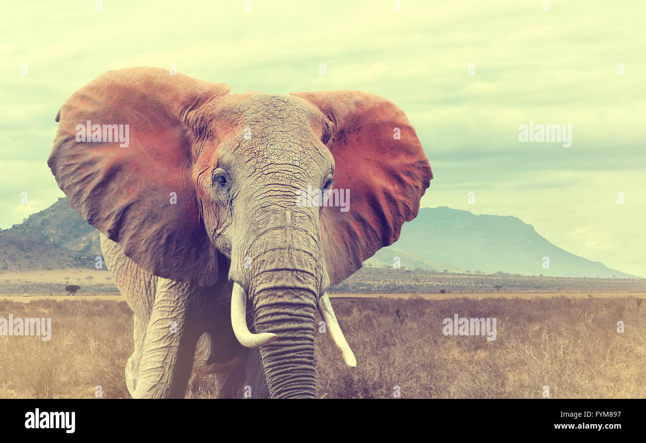 Wild african elephant. Vintage effect. National park of Kenya, Africa Stock Photo