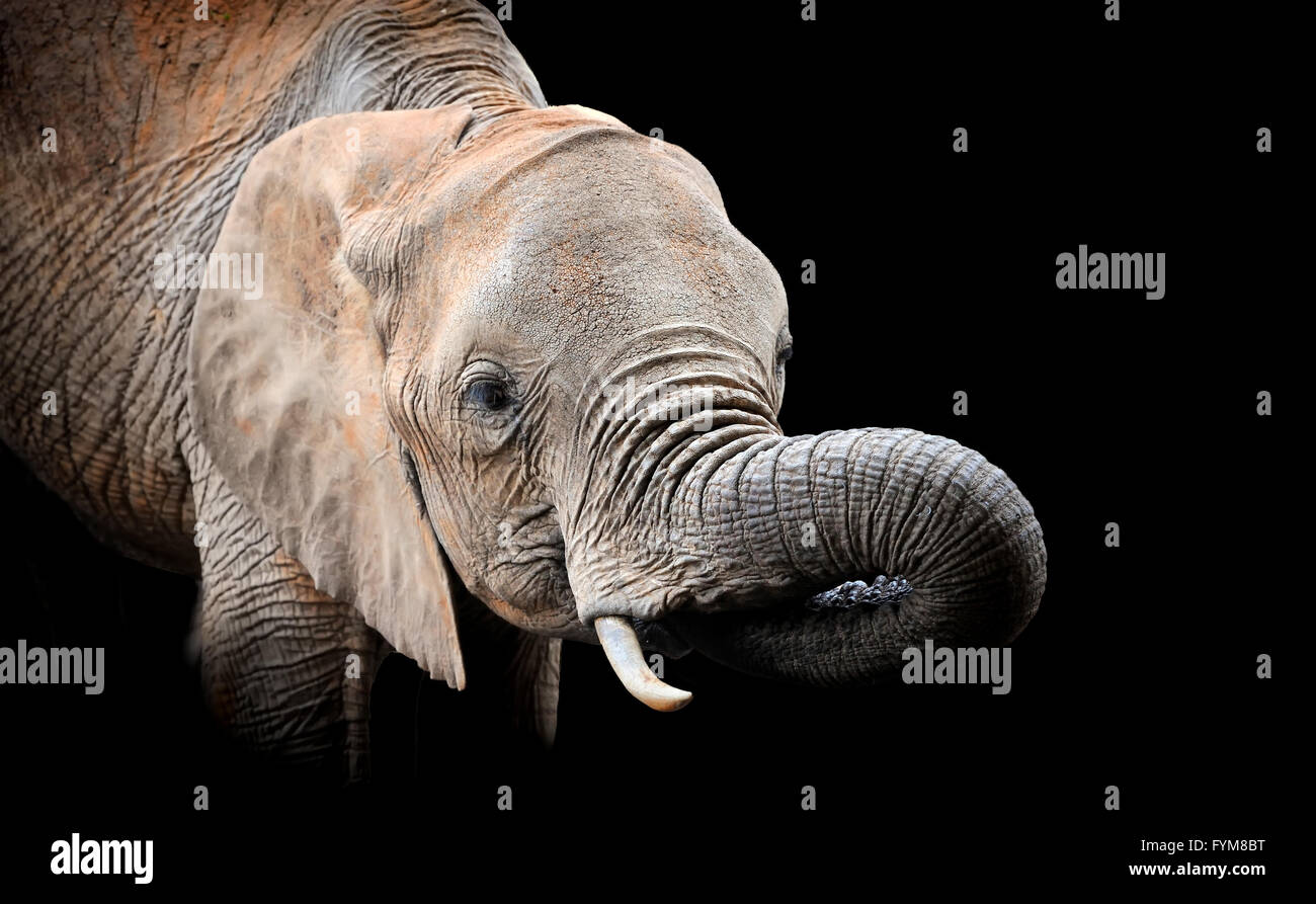 Elephant in National park of Kenya, Africa Stock Photo