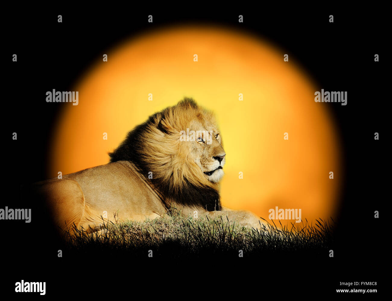 Lion on the background of sunset. Large sun on a dark background Stock Photo