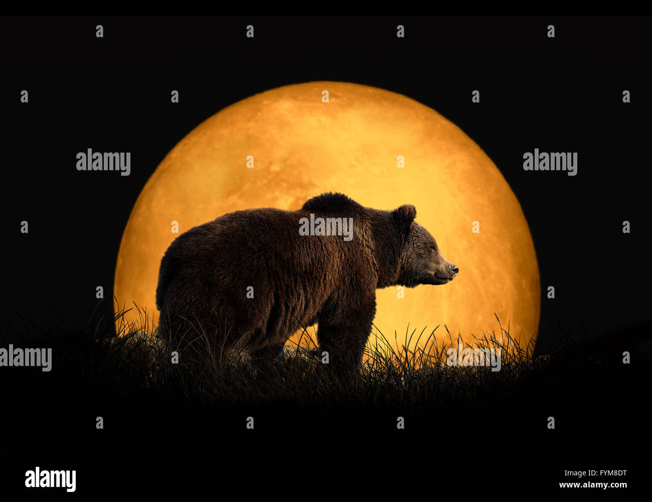 Bear on the background of red moon. Large moon on a dark background Stock Photo