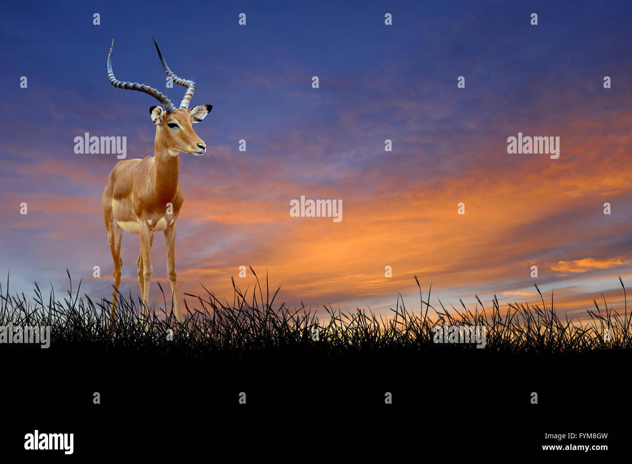 Impala Background High Resolution Stock Photography and Images - Alamy