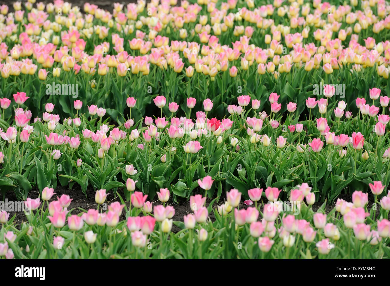 Close-up beautiful pink tulips in spring field Stock Photo - Alamy