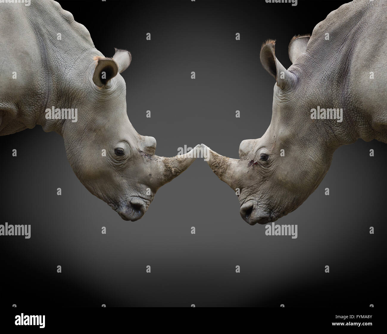 two opposing rhinos Stock Photo