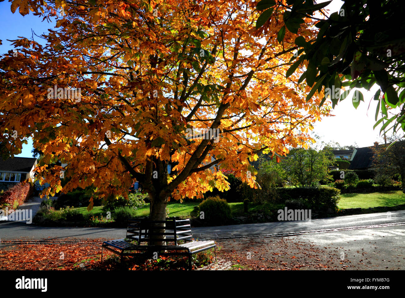 Autumn colours at Christow, Devon Stock Photo Alamy