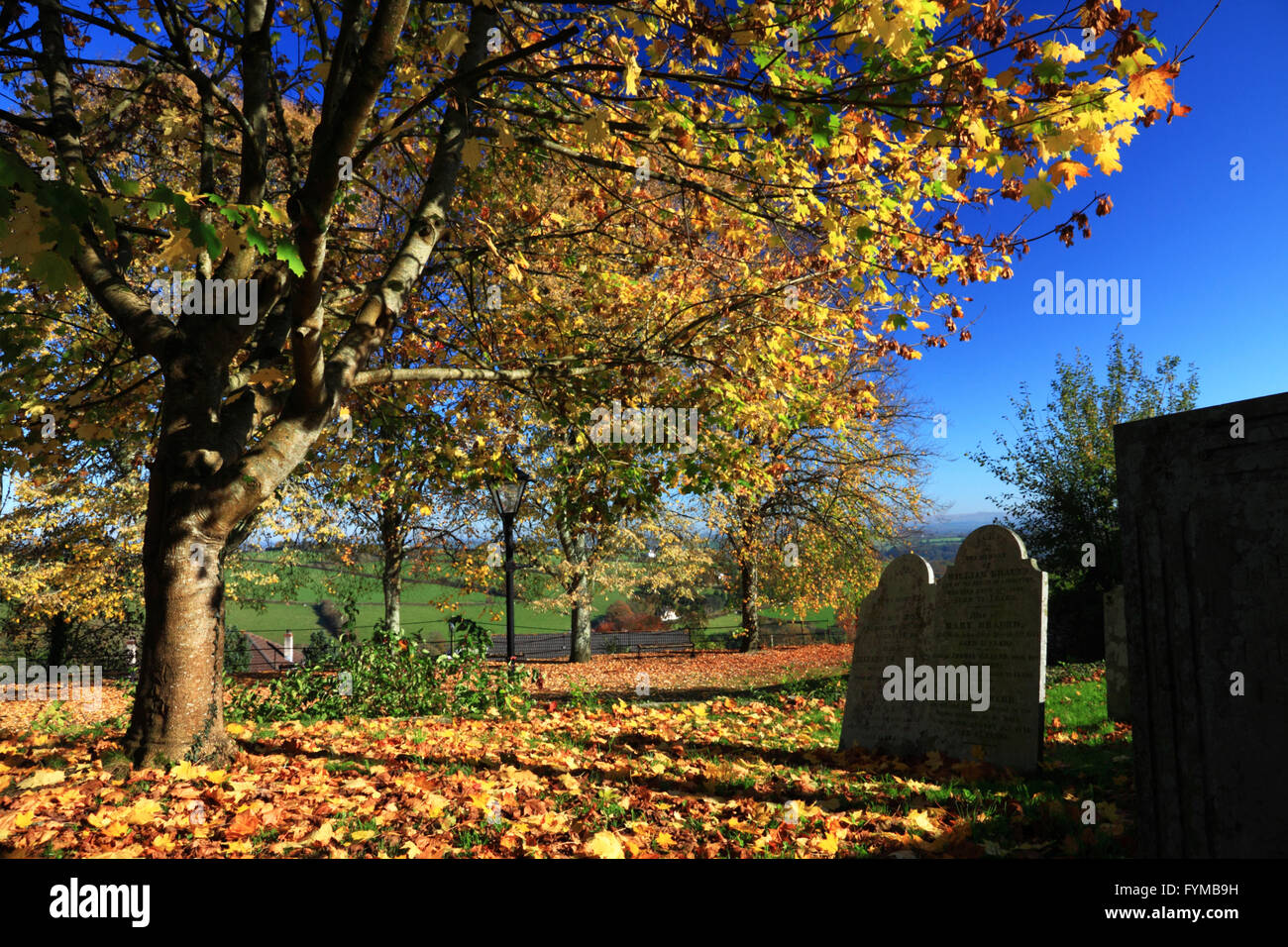 Autumn leaves in the churchyard at Launceston, Cornwall. Stock Photo