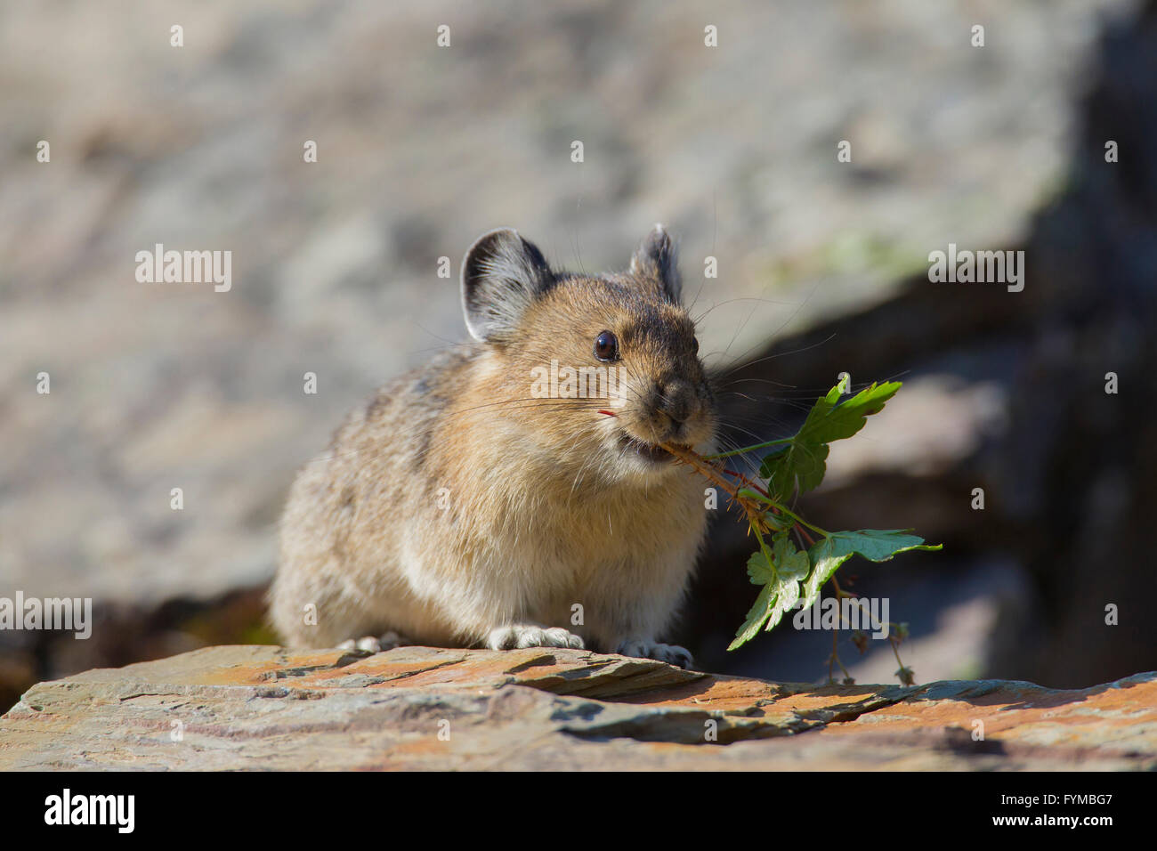American Pika, Mouse Hare, Coney (Ochotona princeps) with a bundle of  leaves in its mouth on a rock, Banff Nationlpark, Canada Stock Photo - Alamy