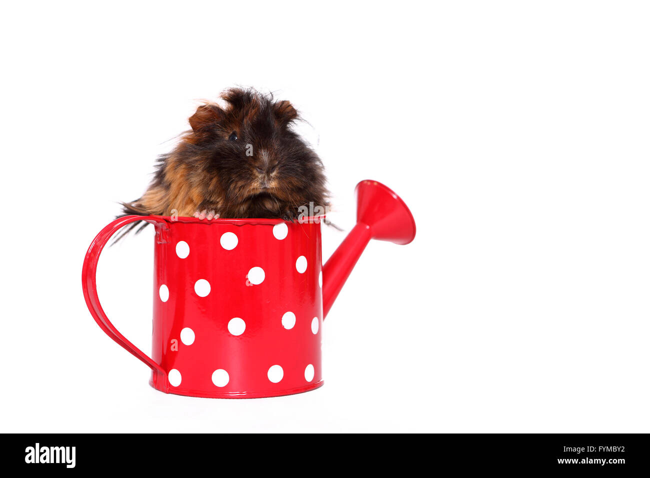 Long Haired Guinea Pig In A Small Red Watering Can With White