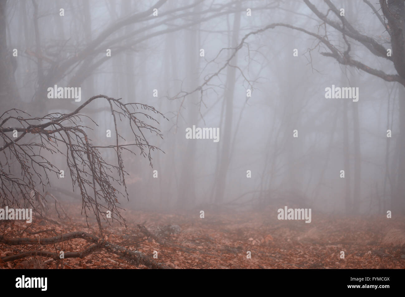 Autumn forest at foggy weather Stock Photo - Alamy