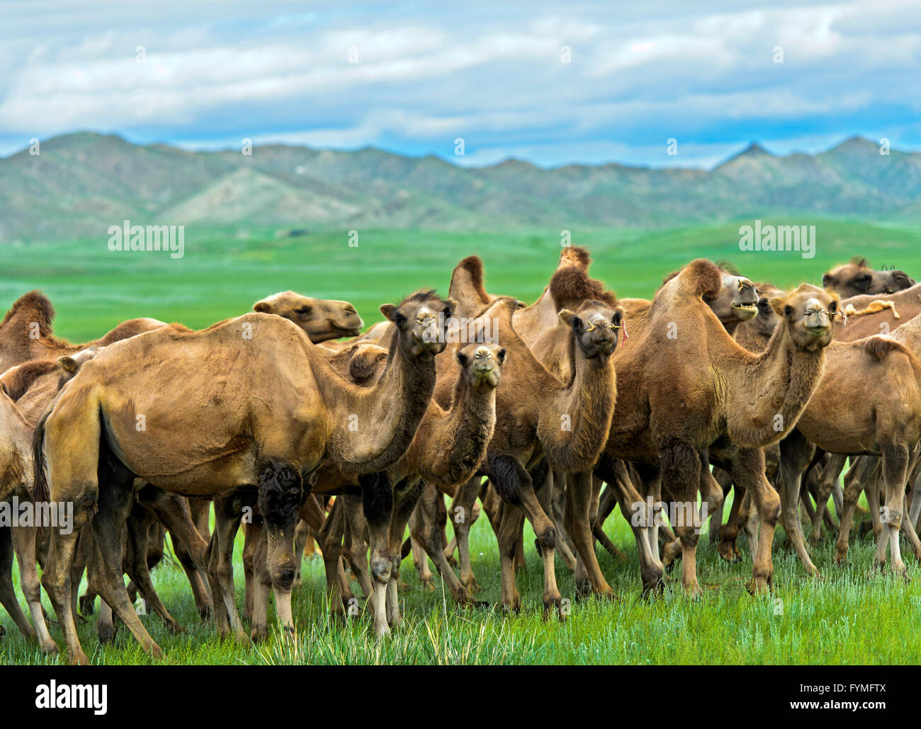 Herd of Bactrian camels (Camelus bactrianus) roaming in the Mongolian steppe, Mongolia Stock Photo