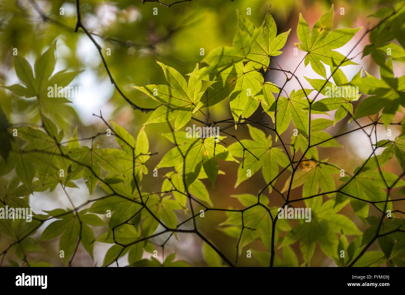 Green tree lush leaves hi-res stock photography and images - Alamy