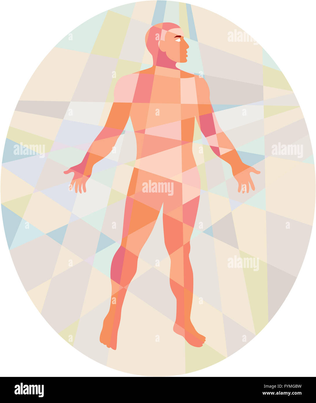 Gross Anatomy Male Oval Low Polygon Stock Photo Alamy