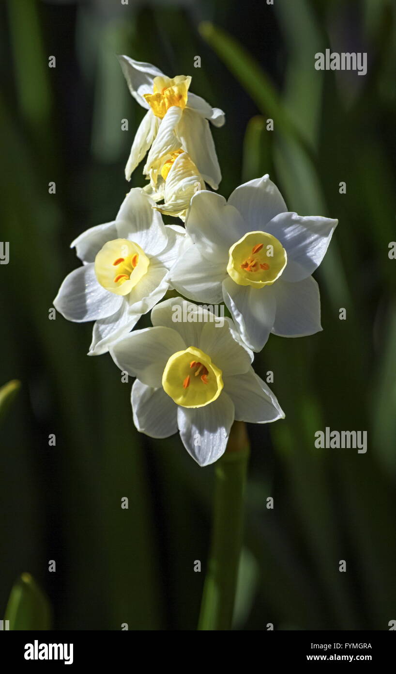 Crucianella angustifolia flowers Stock Photo