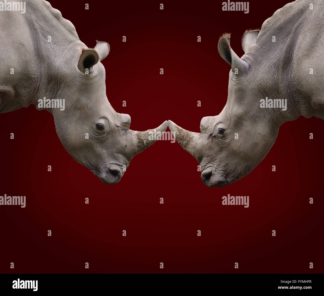 two battling rhinos Stock Photo