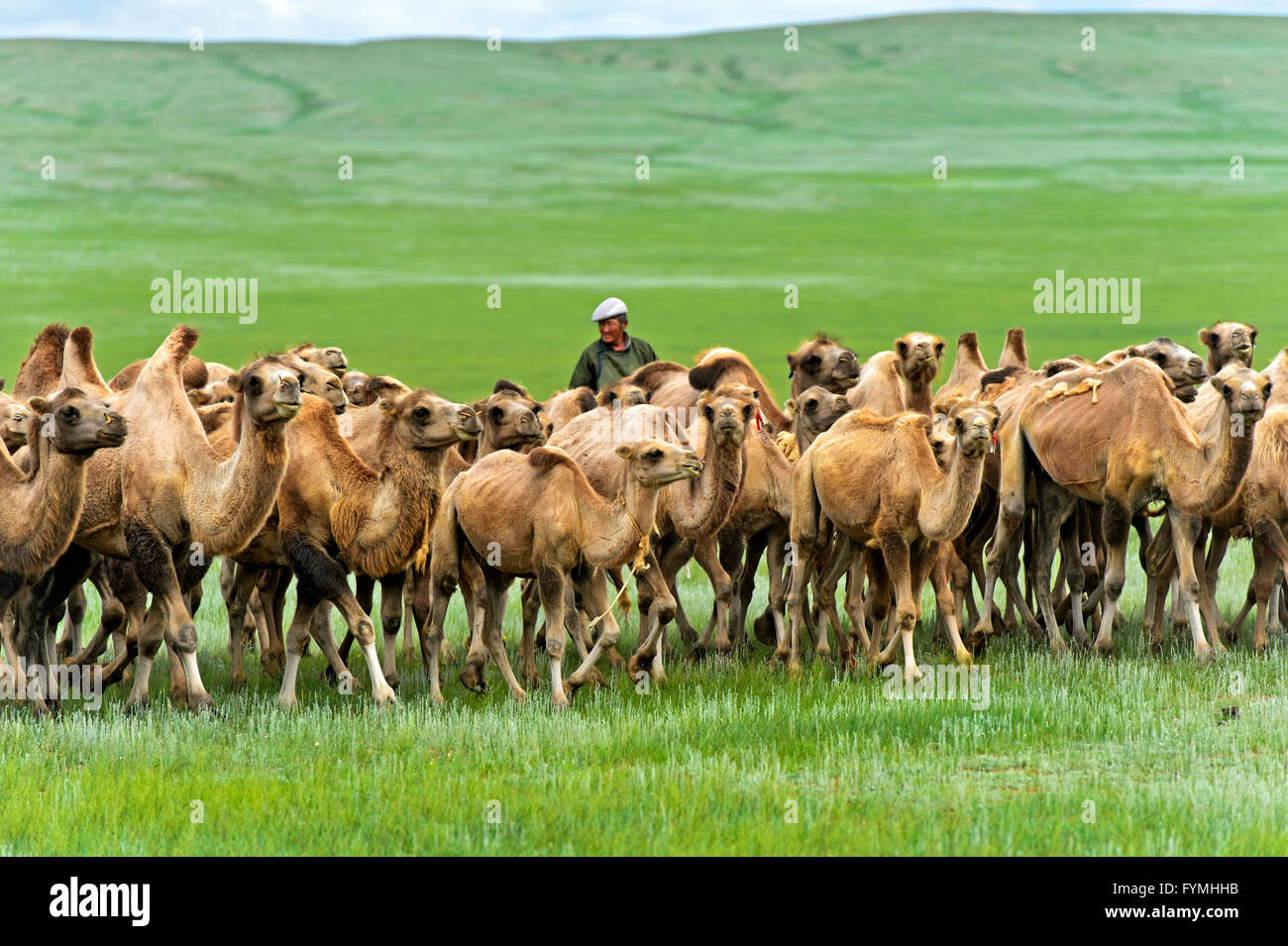 Herd of Bactrian camels (Camelus bactrianus) roaming in the Mongolian steppe, Mongolia Stock Photo